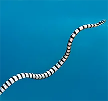 Banded Coral Sea Snake