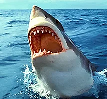 Shark jumping out of water withe mouth wide open