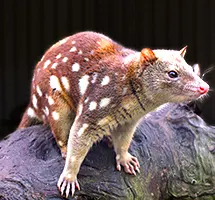 Spotted Quoll is a nocturnal night-time animal