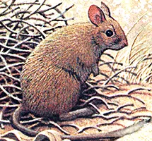 Stick Nest Rat was a nocturnal night-time animal