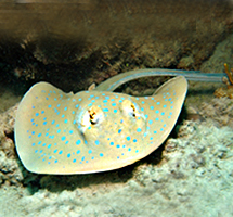Sting Ray Fish