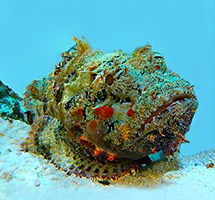 Stonefish in ocean
