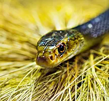 Taipan is a nocturnal night-time animal