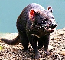 Tasmanian Devil is a nocturnal night-time animal