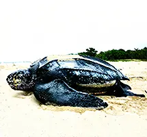 MLeatherback Turtle