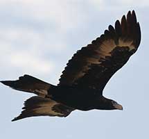 Wedge-tailed Eagle soaring