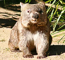 Wombat is a nocturnal night-time animal