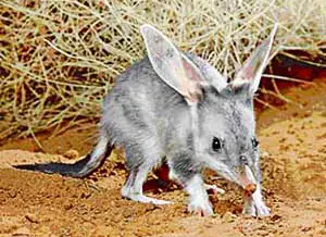 Bilby's adaptations for nocturnal life