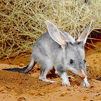 35 Endangered Australian Animals List with Pictures