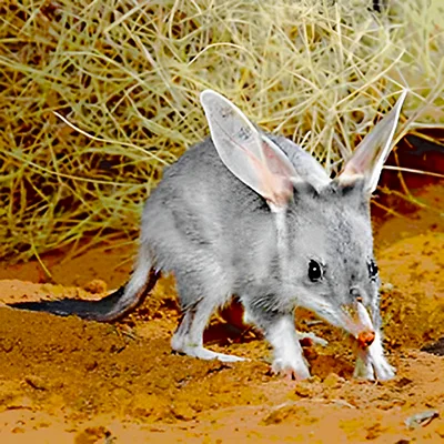 Bilby is an endangered animal