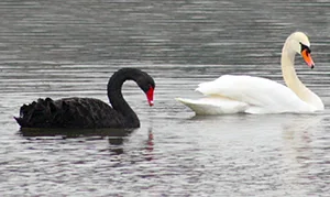Blank and white swans difference