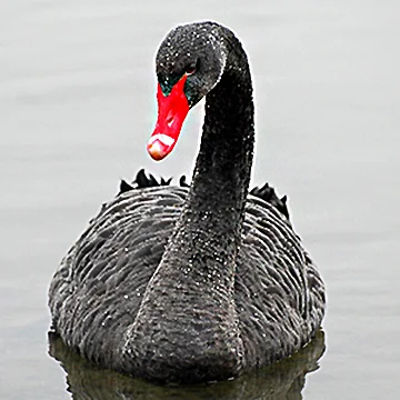 Black Swan swimming in a pond