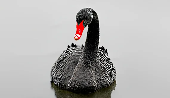 Black Swan swimming in a pond