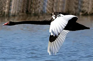 Black Swan in Flight