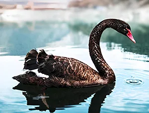 Black Swan in pond