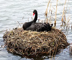 Black swan nesting