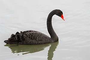Black Swan the bird after which Black Swan Event is named