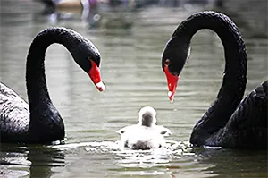 Black swan parents with chicks
