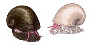 Snails and sea slugs part of blobfish diet