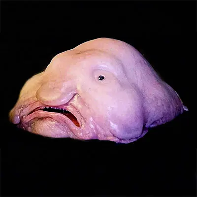 World's ugliest animal' contest took a blobfish out of water