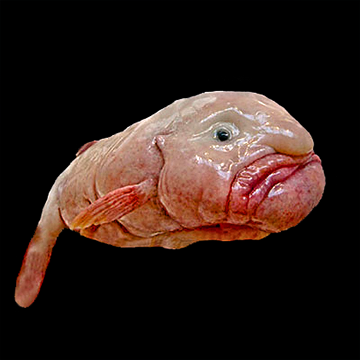 blobfish out of water with its body collapse