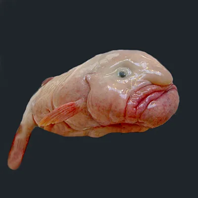 blobfish out of water