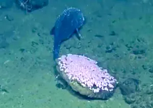 Blobfish guarding its eggs