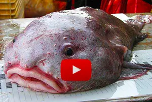 video about the blobfish