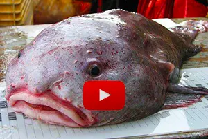 What the Heck Is a Blobfish?