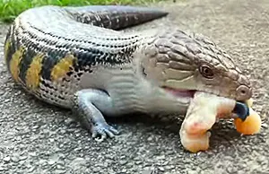 Blue tongued lizard (lizard) eating