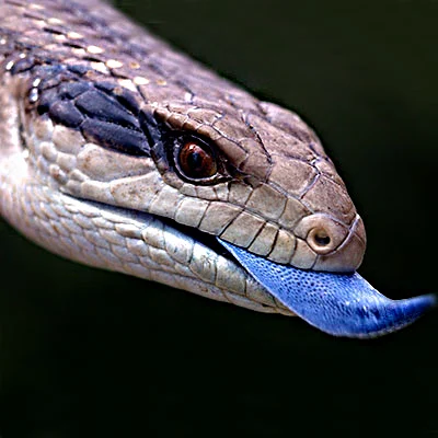 Blue-tongued lizard (Blue Tongued Skink)