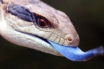 Blue-tongued lizard (Blue Tongued Skink)