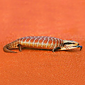 Blue-tongued lizard (Blue Tongued Skink)