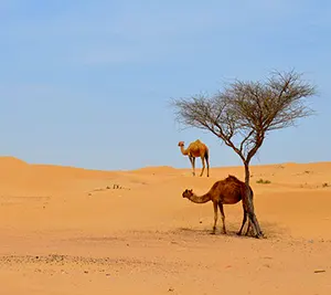 Camels in dessert under a shade tree