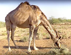Camel eating desert scrubs