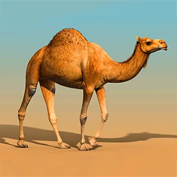 Camel Walking in Desert