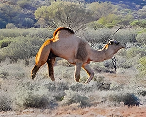 Feral Camel in Australian Outback