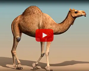 Video of Camel Walking 
