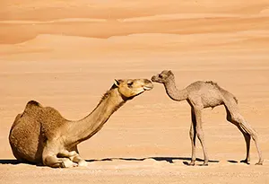 Camel with baby