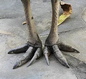 Cassowary feet with dagger-like claws