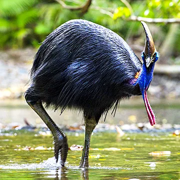 Cassowary wading in rainforest stream