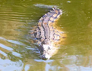 Crocodile swimming on the water's surface