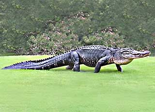Crocodilian walking