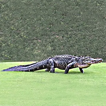 crocodile walking on land