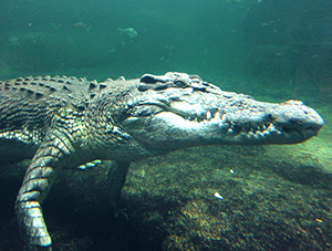 Crocodile walking underwater