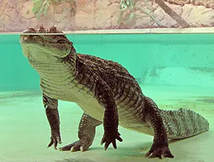 Crocodile floating vertically with nose out of water