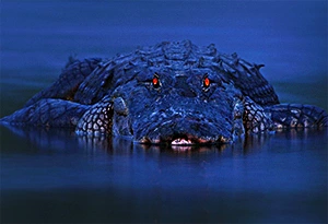 Crocodile at night with blazing eyes