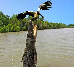 Crocodile catching a flying bird