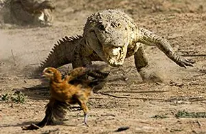 Crocodile chashing after chicken