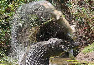 Crocodile thrashing its prey to kill it